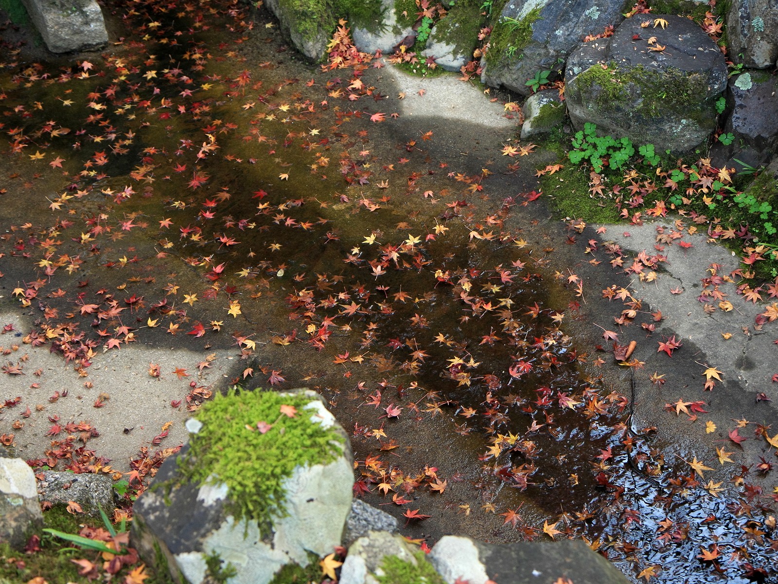 灑滿遍地楓葉壁紙