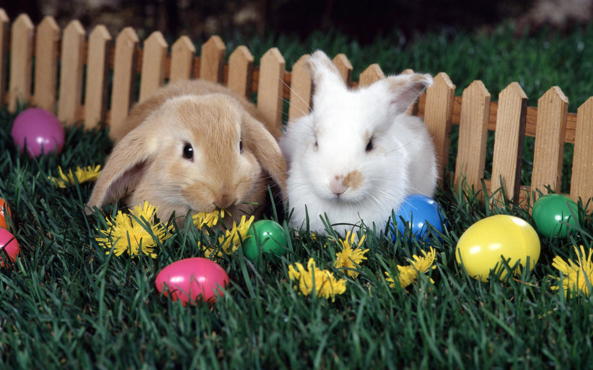 缤纷动物大世界