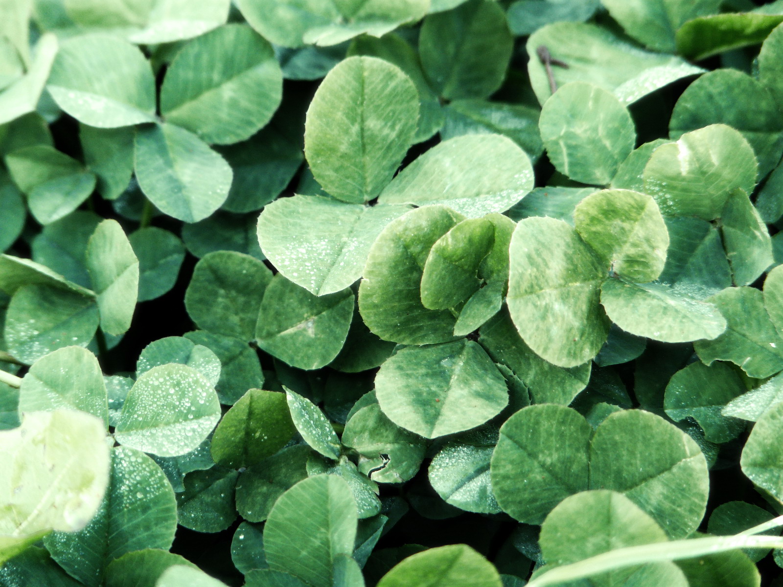 清新大自然高清植物壁纸欣赏