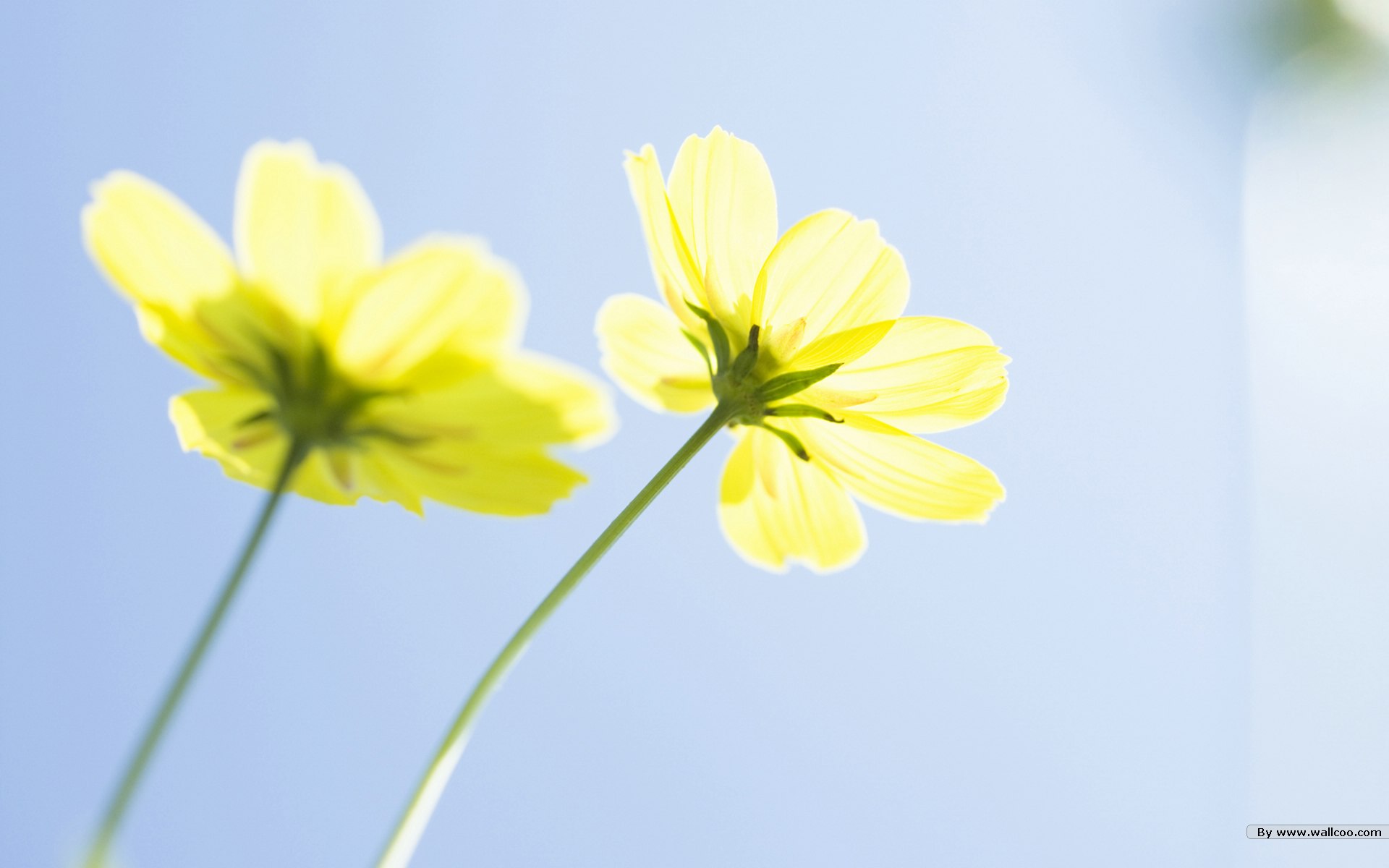 野花烂漫清新风格花卉摄影壁纸