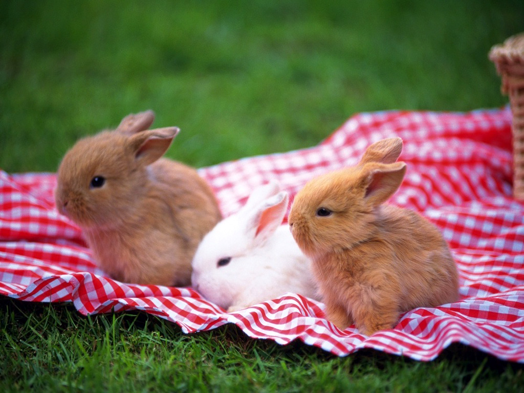 可爱的兔子摄影图__家禽家畜_生物世界_摄影图库_昵图网nipic.com