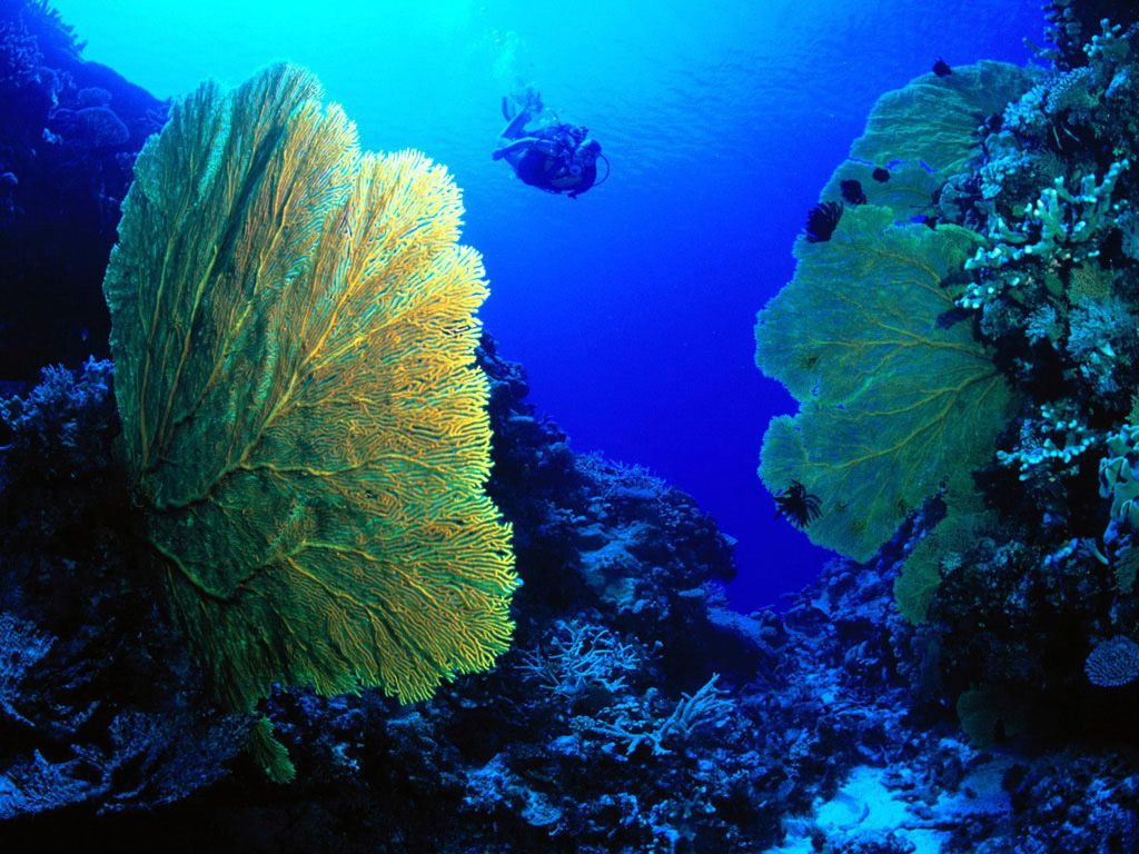 神秘色彩海底世界生物壁纸 动物 太平洋电脑网