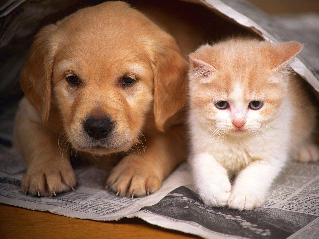 小猫和小狗 朋友 草地 可爱动物图片壁纸(动物静态壁纸) - 静态壁纸下载 - 元气壁纸