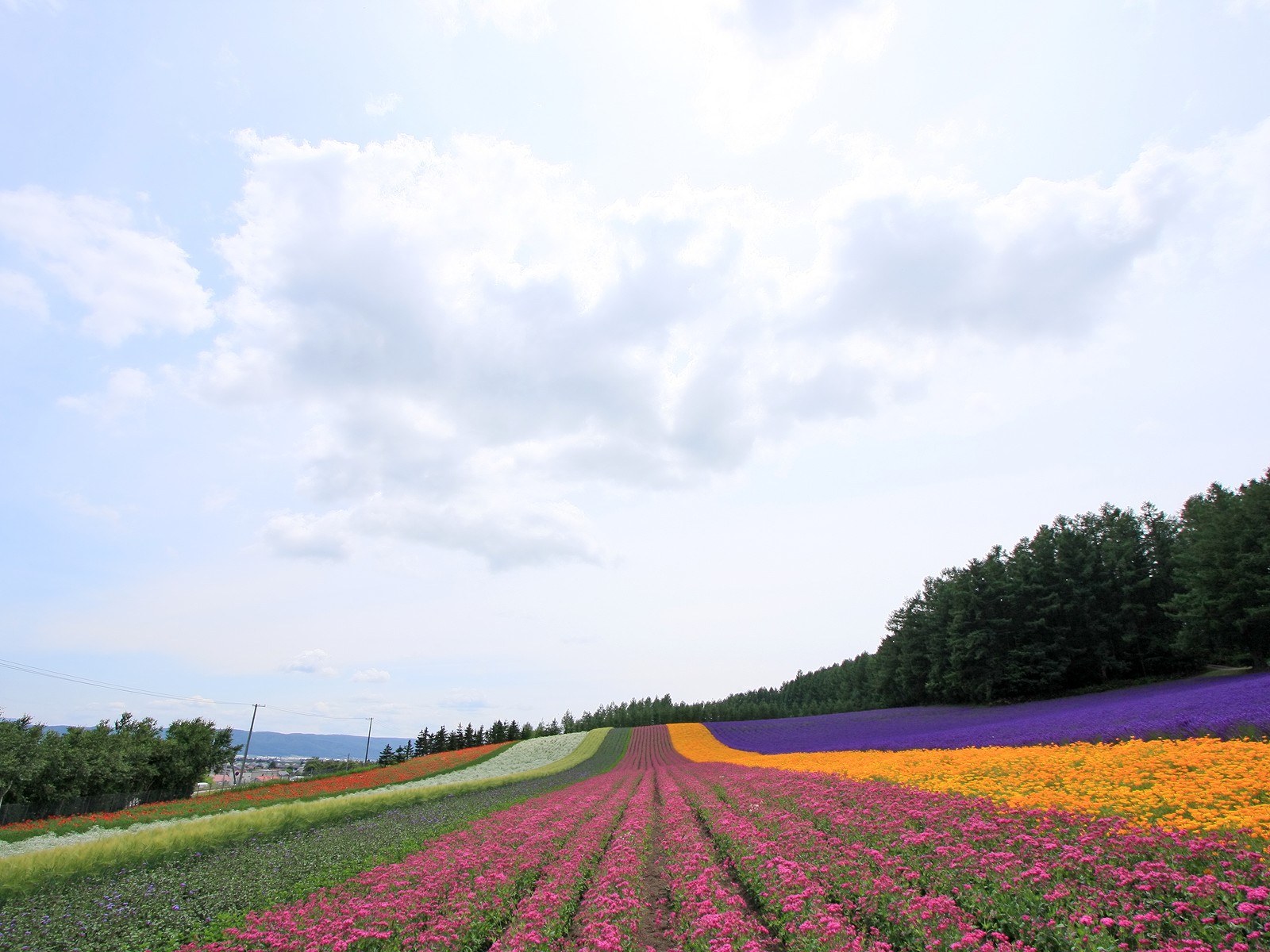 夏日北海道 北海道郊外风景 风景 太平洋电脑网