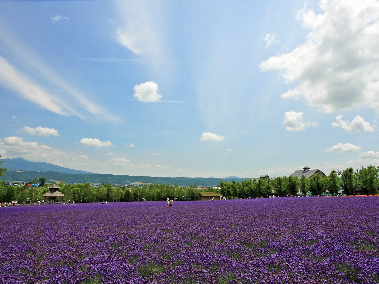 夏日北海道 北海道郊外风景 风景 太平洋电脑网