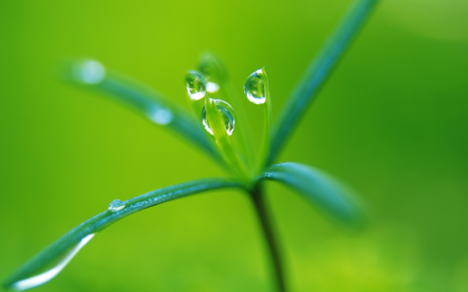 润眼系列 新芽嫩叶宽屏壁纸