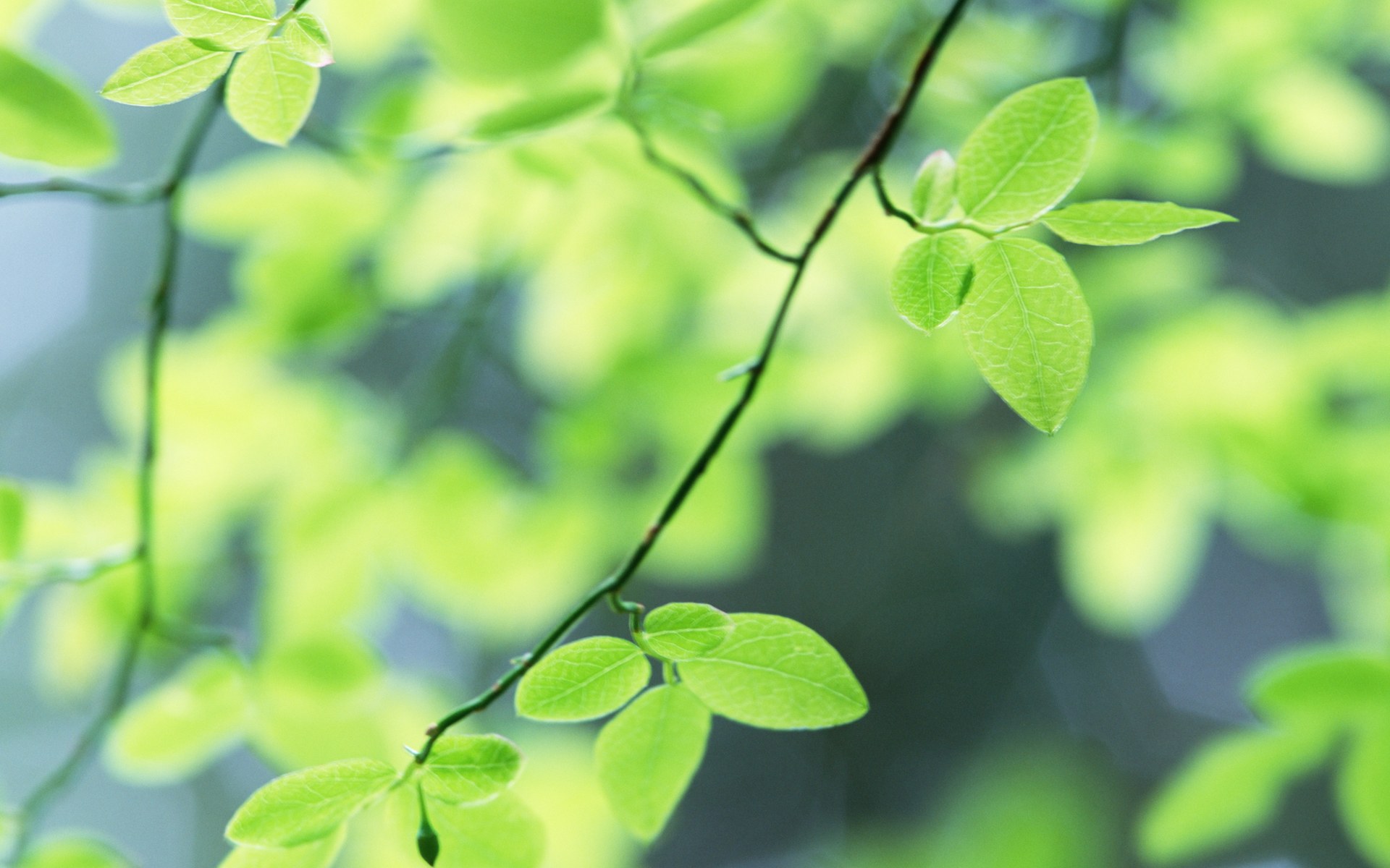 夏日氣息!清新綠葉高清壁紙