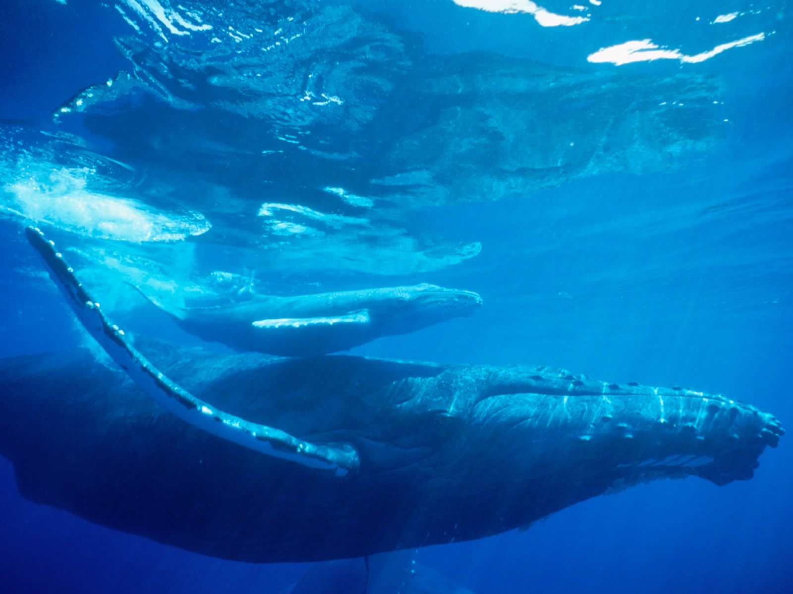 海洋生物壁纸精选下篇