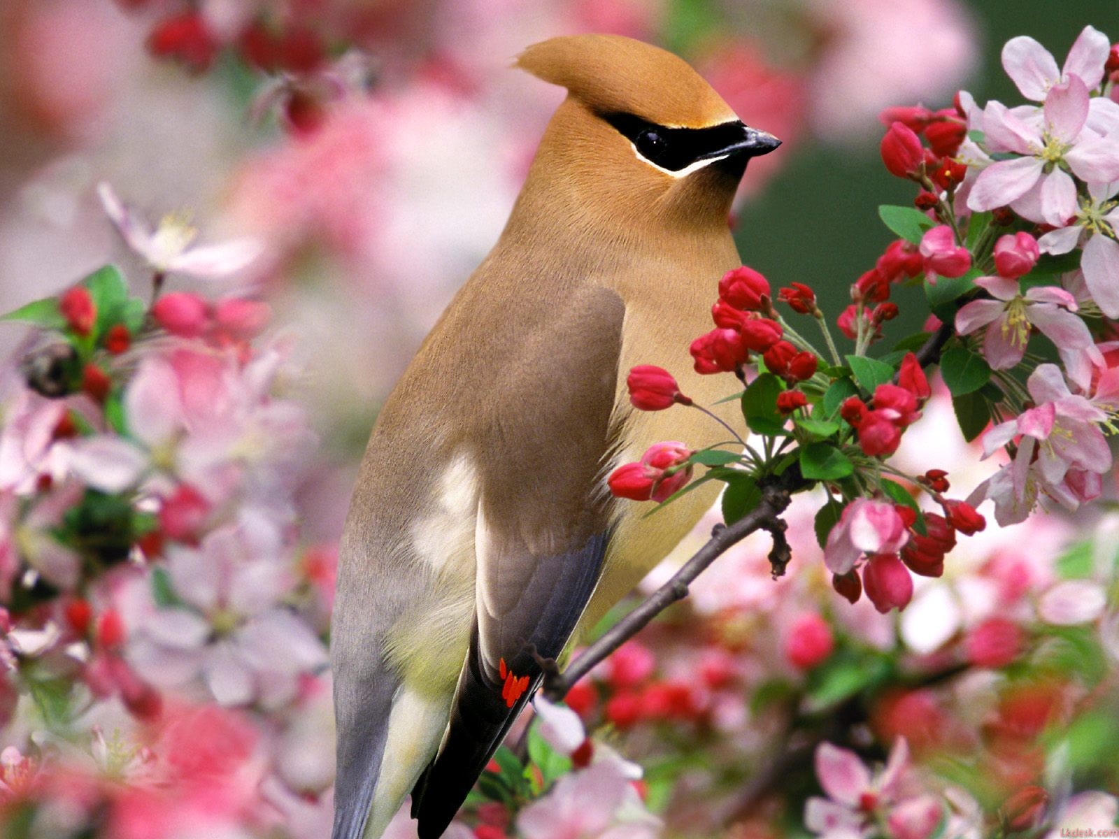 最漂亮的鸟_最罕见的鸟,太美了_排行榜