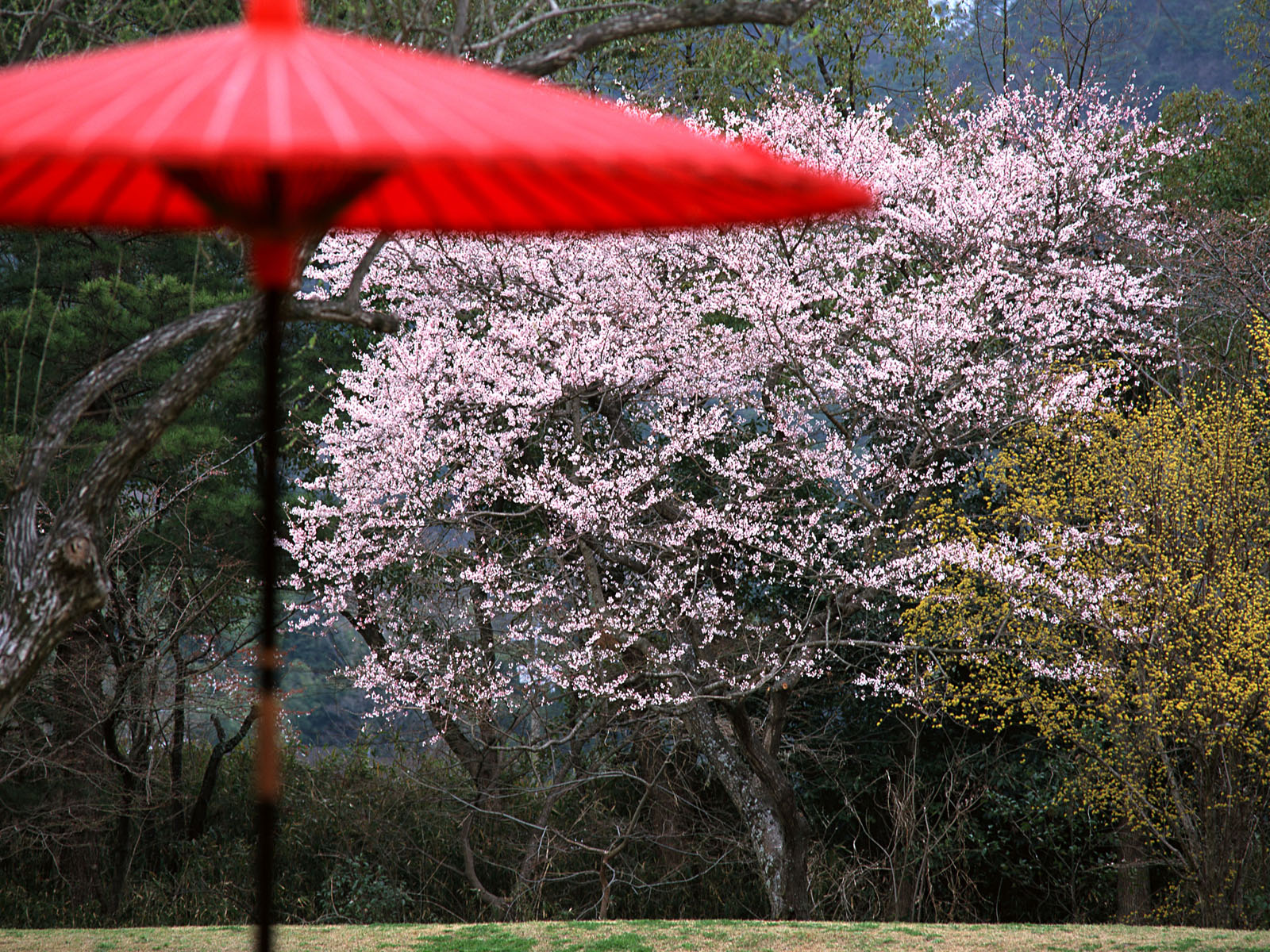 日本京都高清风景壁纸 风景 太平洋电脑网